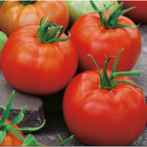 Сильвиана F1 - томат индетерминантный, 500 семян, Enza Zaden Голландия фото, цена